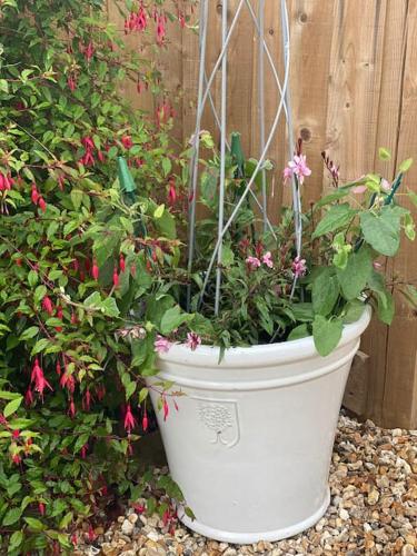 a white potted plant with pink flowers in it at Beautiful Cotswold Couples Retreat in Bourton on the Water