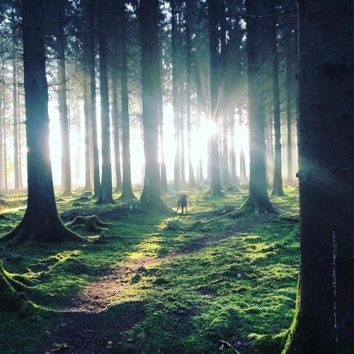 a dog walking through a forest with the sun shining through the trees at Mushroom Pod in Gloucestershire
