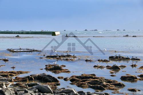 a group of birds sitting on the rocks in the water at LocaLise - M44 - Ty Juzolie -Maison de plain-pied avec jardin clos à deux pas du centre, du port et des plages du Guilvinec - Wifi inclus - Linge de lit inclus - Animaux bienvenus in Le Guilvinec