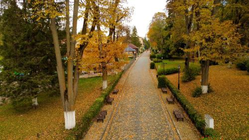 a path in a park with trees and leaves at Casa Kolbert in Borsec