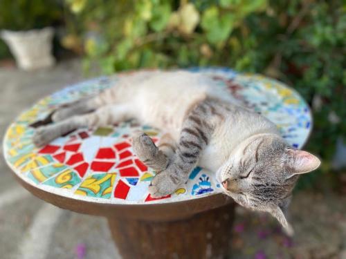 Ospiti di ViLoKa Sicilian Guest House con animali domestici
