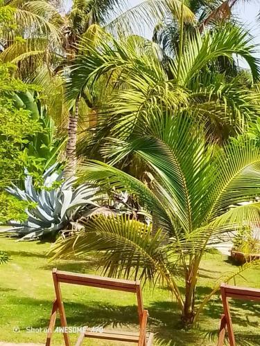 a park with two wooden benches and palm trees at Chambre d'hôte les vacanciers in Nianing