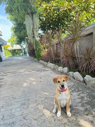 a brown and white dog sitting on a street at Pailin Pool Villa,HuaHin in Hua Hin