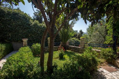 a garden with a tree and a fence at Vila Gloria in Bar