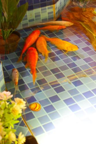 a group of orange leaves on a blue tiled table at Riad Noumidya in Fès