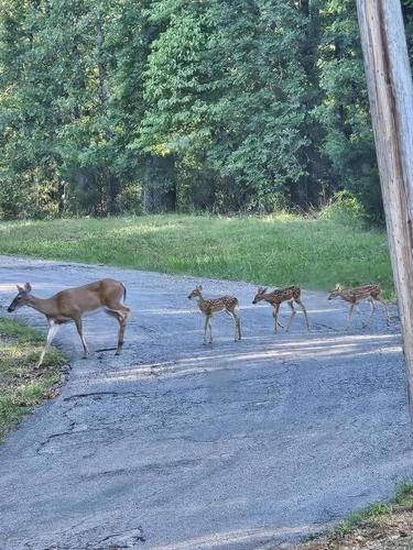 a group of deer crossing a road at My Hideaways Serinity Hill in Hardy