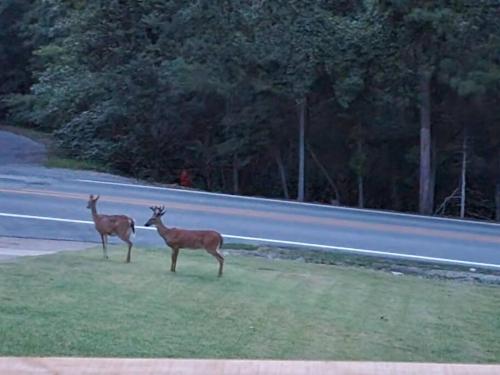 two deer standing in the grass next to a road at My Hideaways Serinity Hill in Hardy