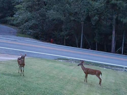 two deer standing in the grass next to a road at My Hideaways Serinity Hill in Hardy