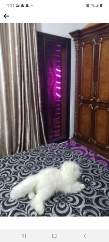 Cama ou camas em um quarto em Quartier anas safi