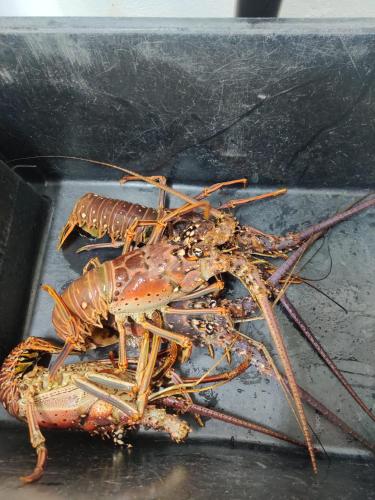 a large lobster sitting on a tray at LaBelleVue Antigua Oceanview Suites and OnSite Car Rentals in Crosbies