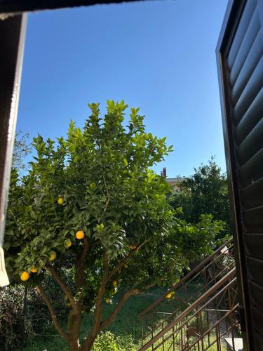 ein Orangenbaum vor einem Haus in der Unterkunft RMG Home in Fisciano