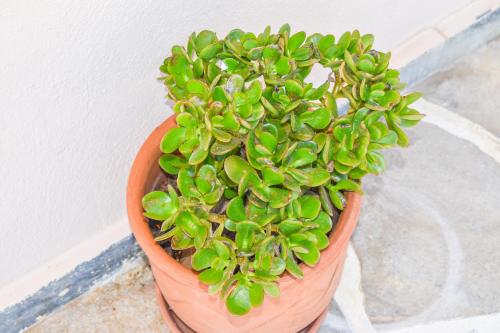 a green plant in a pot sitting on the ground at Apartments Villa L&M Skiathos in Skiathos Town