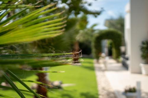 a spiderweb on a palm tree in a garden at Oasi della pace in Bisceglie