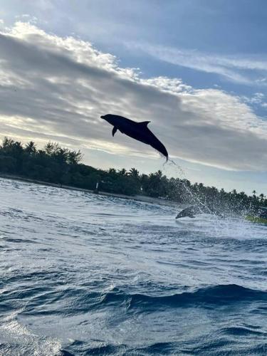 two dolphins jumping in the water in the ocean at Bungalow sur la Passe de Tiputa in Avatoru
