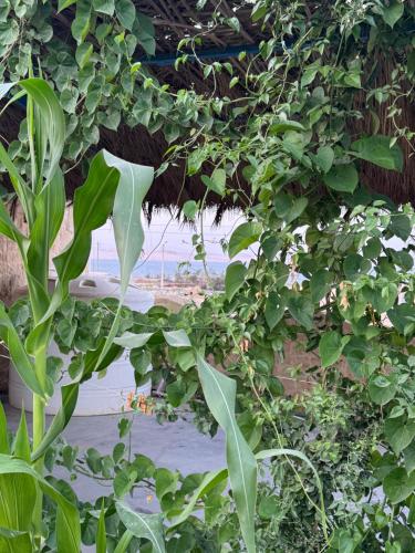 a wall covered in green plants with a beach in the background at كمبوند قرية تونس in Tunis