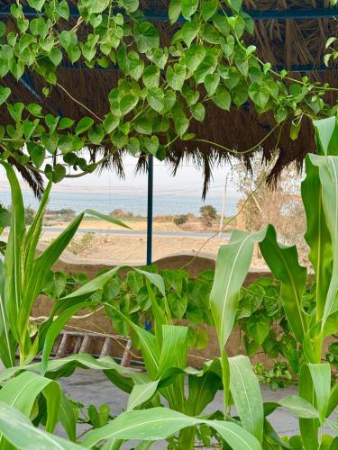 a view of the beach from a room with plants at فيلا البرج-Villa Elburj in Tunis