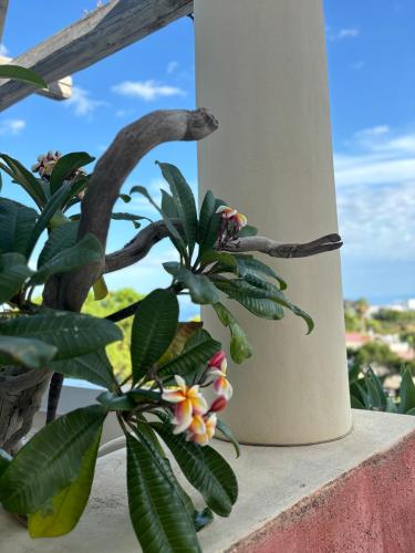 a plant sitting on a ledge next to a window at Villa La Rosa in Filicudi