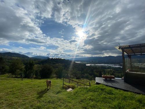 a cow standing on top of a field with the sun shining at Finca La Condalia in Nemocón