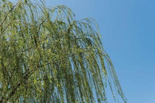 a weeping willow tree against a blue sky at Gladstone at The Willows - Family Time, Mudgee Style in Mudgee