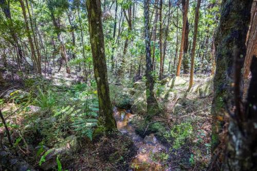 a forest with a creek in the middle of it at The Nature Hub in Parua Bay