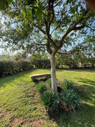 Taman di luar Tugela River Lodge