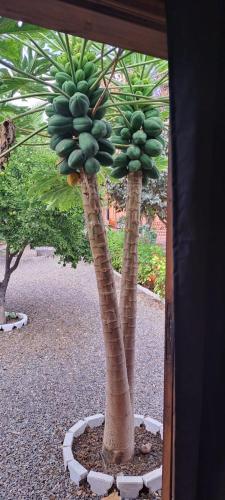 Zahrada ubytování Riad Asmaa Agadir