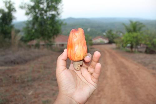 a person holding a donut in their hand at Bramhagiri Resort in Lānja