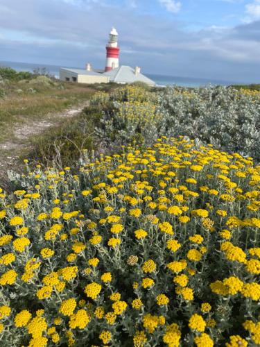 a field of yellow flowers with a lighthouse in the background at Coast B&B - Agulhas in Agulhas