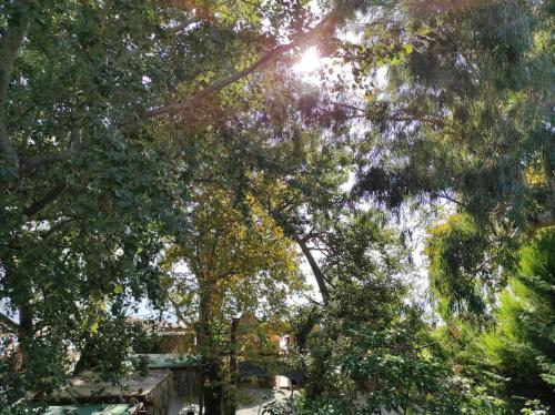 un gruppo di alberi con il sole che splende attraverso di loro di Σπίτι στην ακροθαλασσιά Casa al mare a Kala Nera