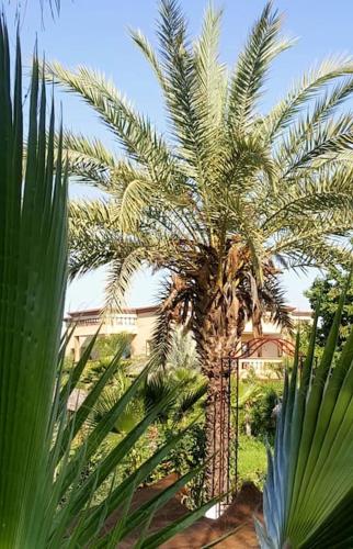 a palm tree in front of a building at Weedan Hôtel&Spa Marrakech in Oulad Snaguia