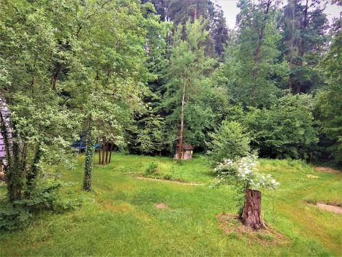 a green field with a tree in a forest at Chata Eva in Planá nad Lužnicí