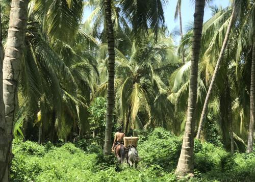 two horses walking through a jungle with palm trees at MuchoSur Santa Marta in Santa Marta