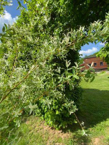 a tree in a field with a building in the background at Le Chalet du Bonheur à Soucht in Soucht