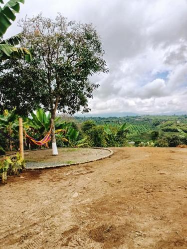 a tree on the side of a dirt road at Cabañas la Miranda in Filandia