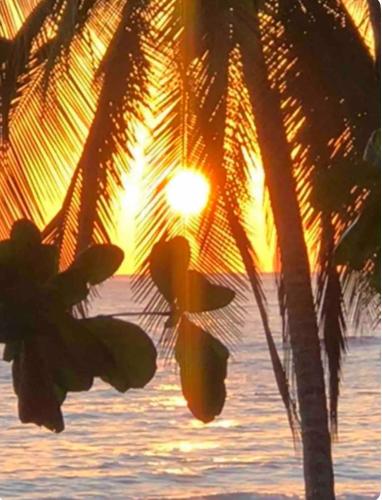 a palm tree with the sunset in the background at Beachfront tiny bungalow in Cóbano