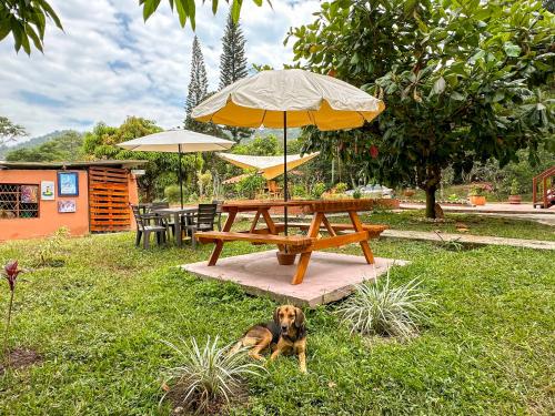 a dog laying in the grass next to a picnic table at El Nido Andino in La Mesa