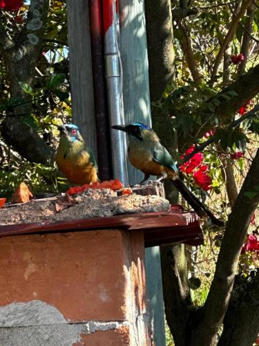 two birds sitting on top of a bird feeder at HOTEL CAMPESTRE ABRAZO DEL ANGEL in Aratoca