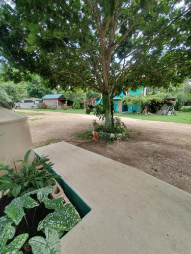 a park bench with a tree in a park at River Park Inn in San Ignacio