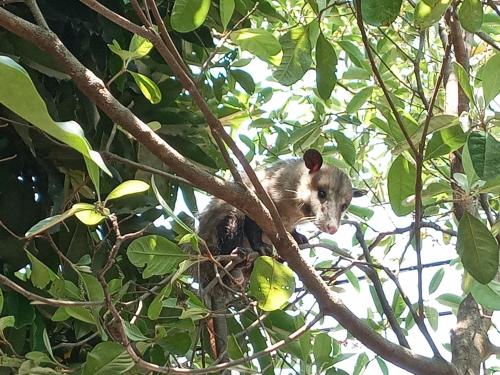 a koala is sitting on a tree branch at Hostal Juan Lindo in San Pedro Sula