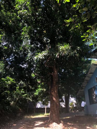 a large tree in front of a house at Hostal Juan Lindo in San Pedro Sula