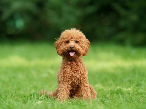 a small brown dog sitting in the grass at &SUN Hung five in Minamiboso