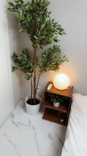 a plant in a pot next to a table with a lamp at Majestic Seoul Stay Central in Seoul