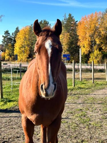 Fotografie z fotogalerie ubytování Ulvsby Ranch Western Camp v destinaci Karlstad