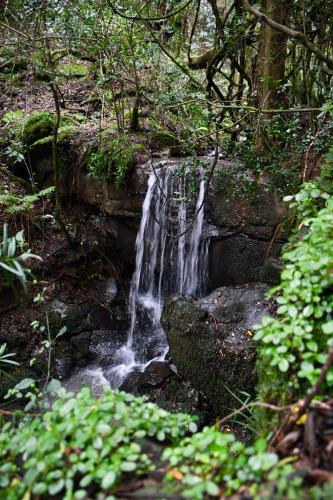 a waterfall in the middle of a forest at Drakenzicht KZN in Winterton