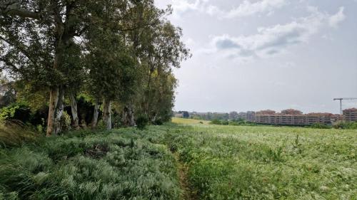 La stanza degli abeti blu photo 49