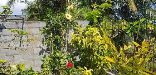 a bunch of plants in front of a fence at Chez Gigi in Petite Île