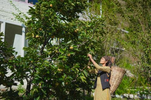 a woman is picking oranges from an orange tree at SaffronStays Fairytale Villa - 3 bedroom villa in orchards and access to the river in Gushaini