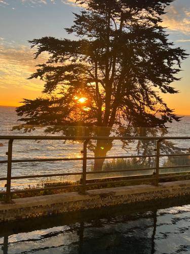 a tree in front of the ocean with the sunset at Departamento Eurocosta Primera Linea in Concón