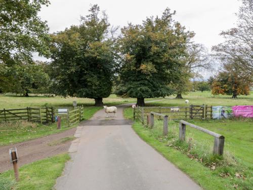 a sheep walking down a road in a field at Gate Lodge in Linlithgow