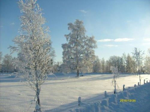 a field covered in snow with two trees in it at Awesome Home In Åseda With 2 Bedrooms And Wifi in Åseda